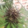 Качественные семена Auto Super Skunk