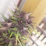 Купить семена Auto Super Skunk