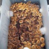 Качественные отпечатки Cubensis Pink Buffalo