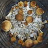 Cubensis Tapalpa в интернет-магазине