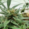 Качественные семена Auto Sweet Tooth