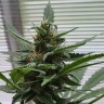 Купить семена Auto Sweet Tooth