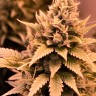 Bruce Banner