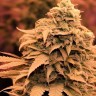Bruce Banner