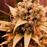 Bruce Banner