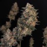 Качественные семена CBD Cheese