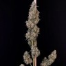Купить семена каннабиса CBD Cheese
