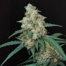 Семена конопли CBD Cheese купить в России