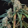 Семена конопли CBD Cheese в России