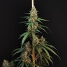 Семена конопли CBD Cheese в России заказать