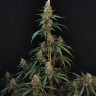 Купить семена CBD Cheese