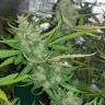 Качественные семена Auto Blue Cheese
