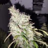 Купить семена Auto Banana Punch