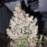 Качественные семена Auto Banana Punch