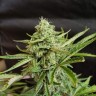 Купить семена Auto CBD White Widow