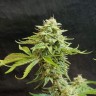 Качественные семена Auto CBD White Widow