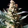CBG Critical