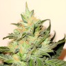 CBD White Widow