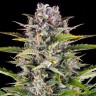 Заказать Auto Gorilla Zkittlez