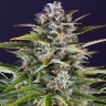 Заказать семена Auto Gorilla Zkittlez