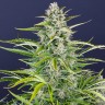 Купить семена конопли Gorilla Zkittlez