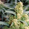 Green Crack