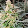 Green Crack