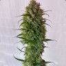 Green Crack