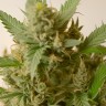 Mandarine