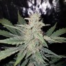 Качественные семена Auto White Dwarf