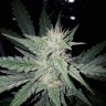 Купить семена Auto White Dwarf