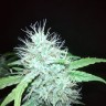 Качественные семена Auto White Russian