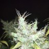 Купить семена Auto White Russian