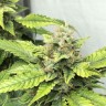 Качественные семена White Russian