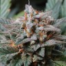 Качественные семена Auto White Widow