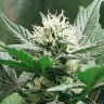Купить семена Auto White Widow