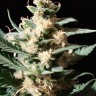Tropicana Cookies