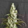 Качественные семена White Widow