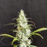 Купить семена White Widow