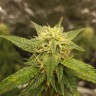 Качественные семена Auto CBD Gorilla Glue