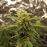 Купить семена Auto CBD Gorilla Glue