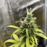 Качественные семена Auto Zkittlez