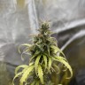 Купить семена Auto Zkittlez
