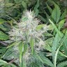 Качественные семена Auto CBD Green Crack