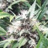 Купить семена Auto CBD Green Crack