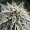 Качественные семена Auto Mimosa