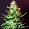 CBD Critical Mass