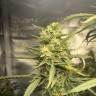 Качественные семена Auto Pineapple Chunk