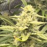 Купить семена Auto Pineapple Chunk
