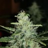 Качественные семена Auto Watermelon